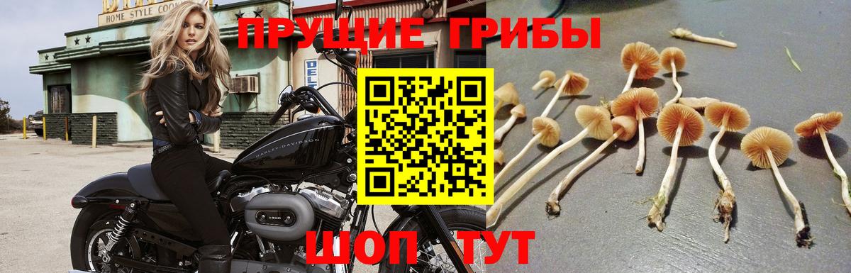 Гатчина  Галлюциногенные грибы Psilocybe  Вход с VPN 